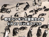 野生ペンギン大量発生の巻 9月27日in南アフリカ